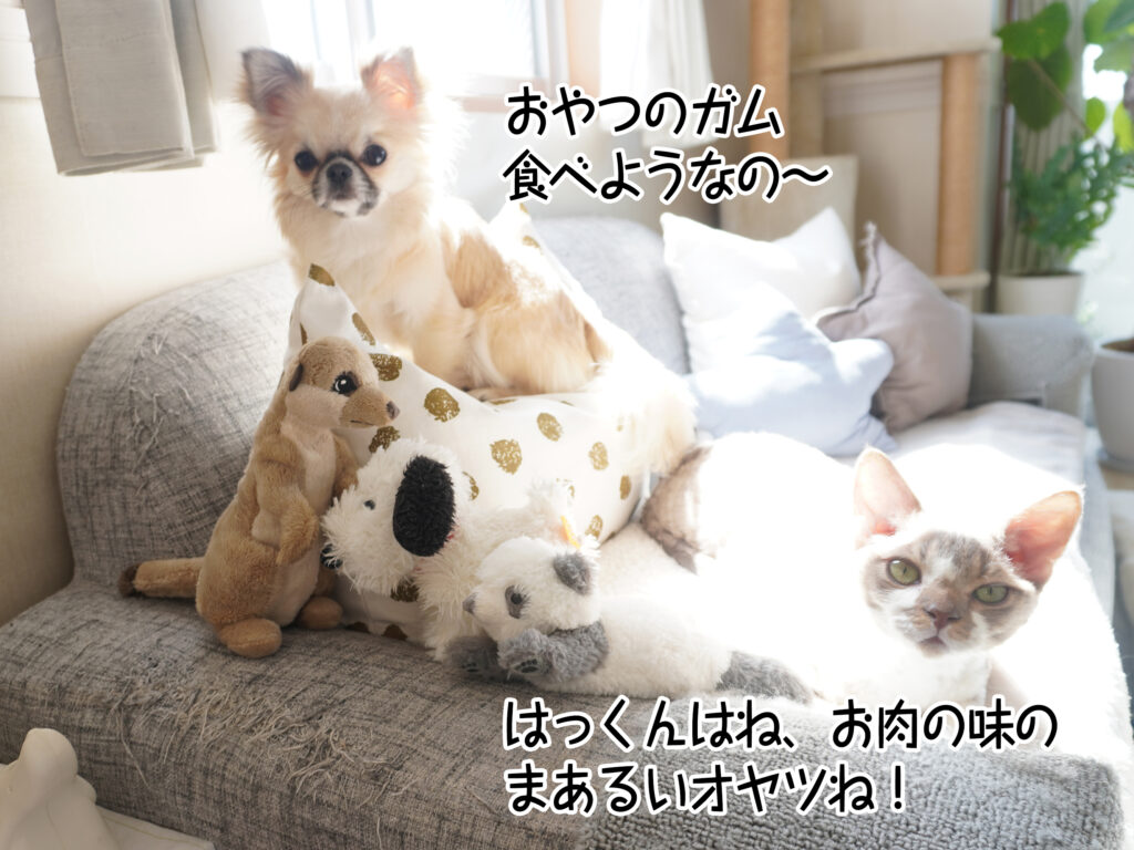 おはつのガム、食べようなの～。はっくんはね、お肉の味のまあるいオヤツね！