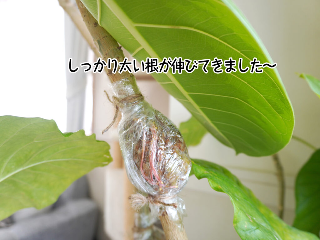 しっかり太い根が伸びてきました～