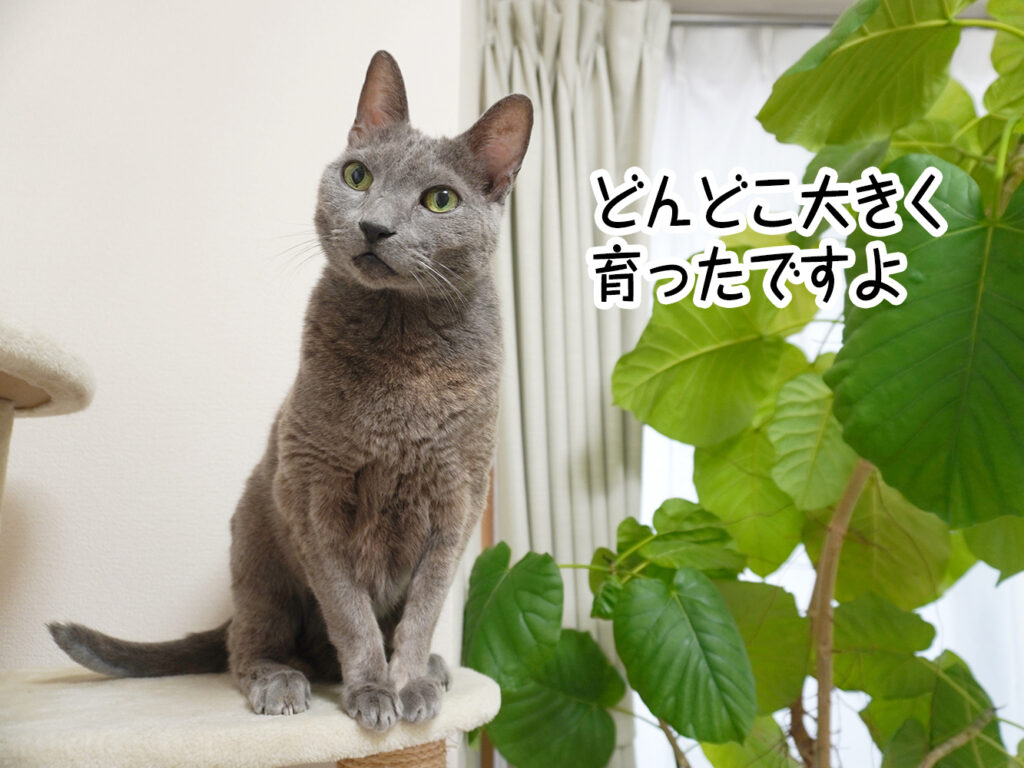 どんどこ大きく育ったですよ