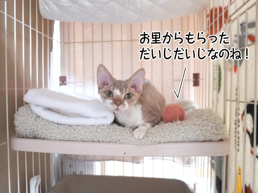お里からもらっただいじだいじなのね！