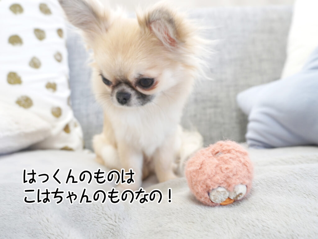 はっくんのものはこはちゃんのものなの！