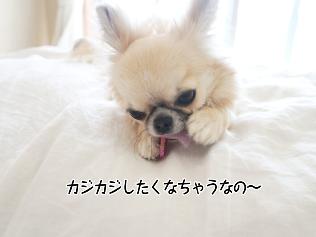 カジカジしたくなちゃうなの~