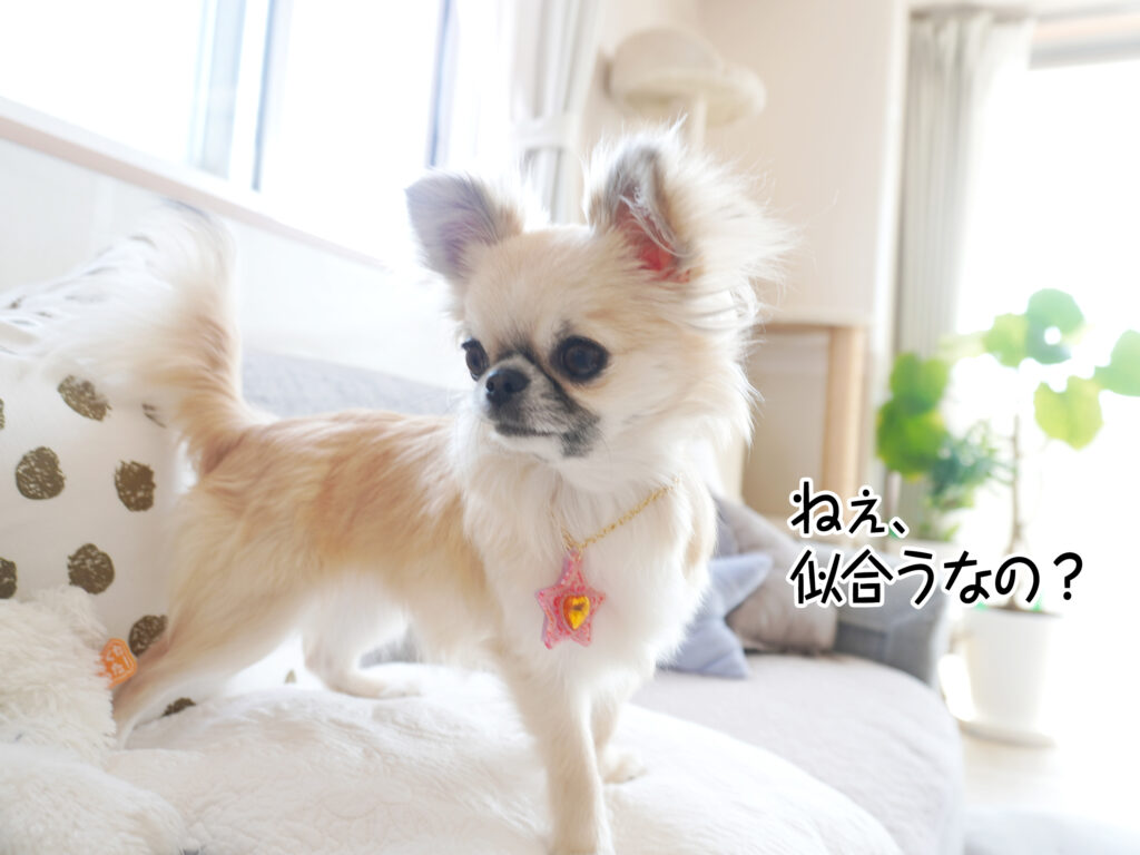 ねぇ、似合うなの?