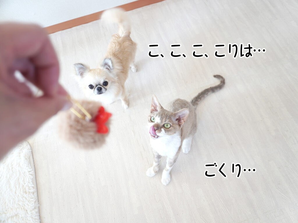 こ、こ、こ、こりは…ごくり…