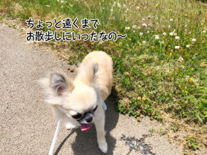 ちょっと遠くまで お散歩しにいったなの～