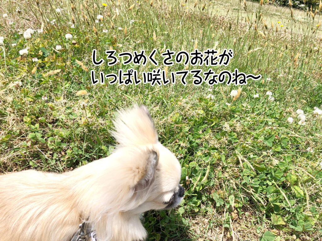 しろつめくさのお花がいっぱい咲いてるなのね～