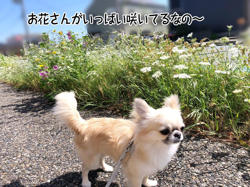 お花さんがいっぱい咲いてるなの～