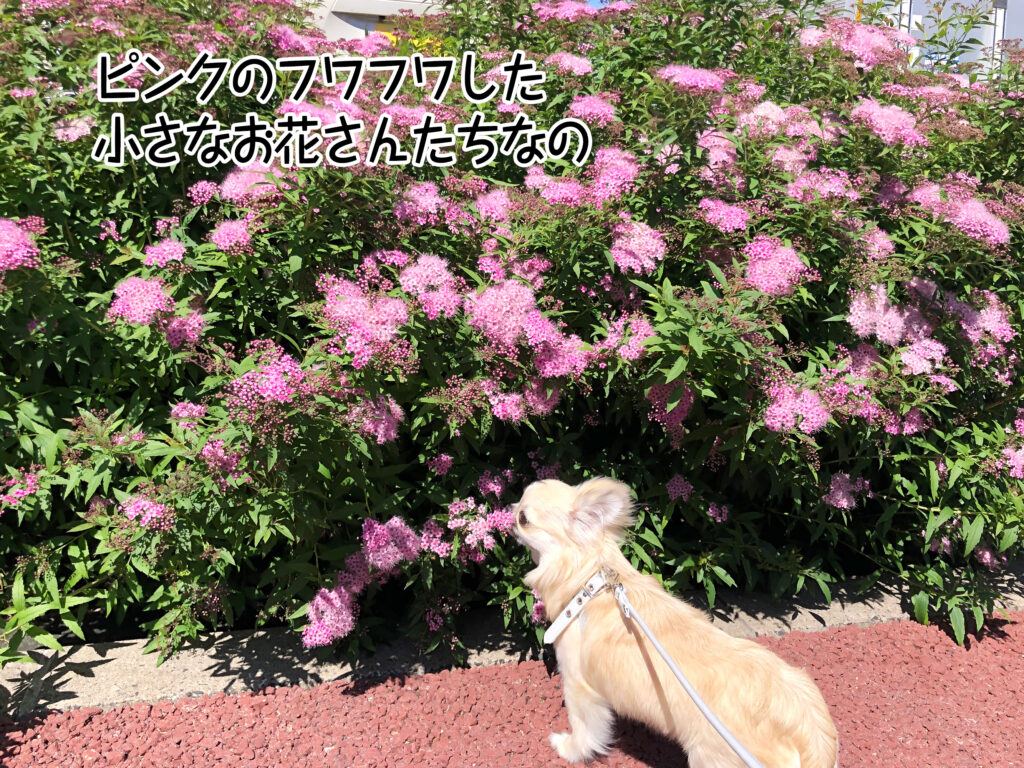 ピンクのフワフワした小さなお花さんたちなの