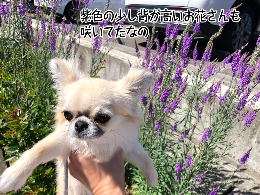 紫色の少し背が高いお花さんも咲いてたなの
