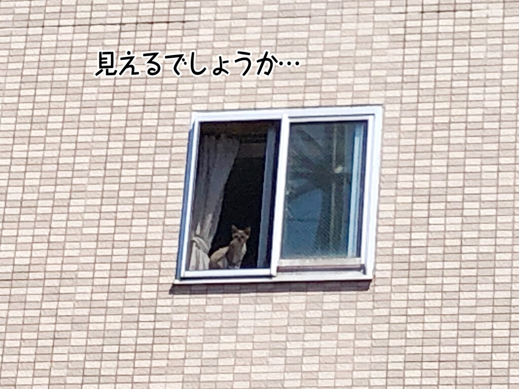 見えるでしょうか…