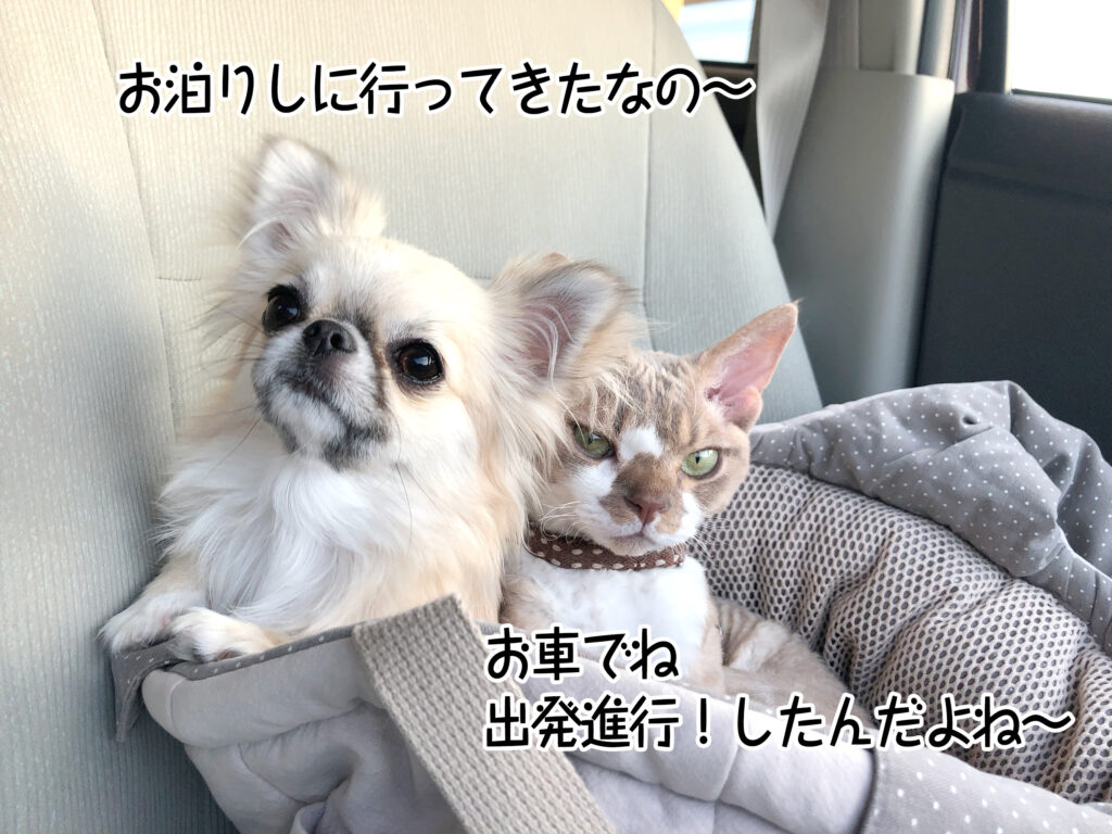お泊りしに行ってきたなの～