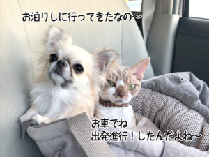 お泊りしに行ってきたなの～