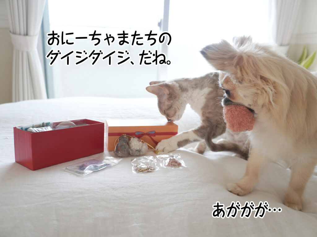 おにーちゃまたちのダイジダイジ、だね。