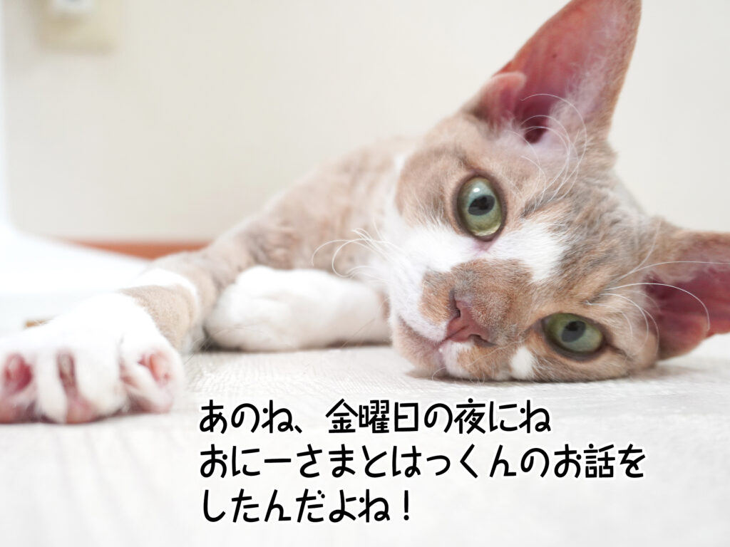 あのね、金曜日の夜にねおにーさまとはっくんのお話をしたんだよね！