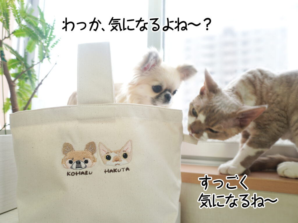 わっか、気になるよね~?