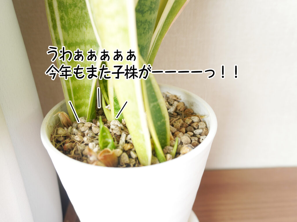 うわぁぁぁぁぁ今年もまた子株がーーーーっ！！