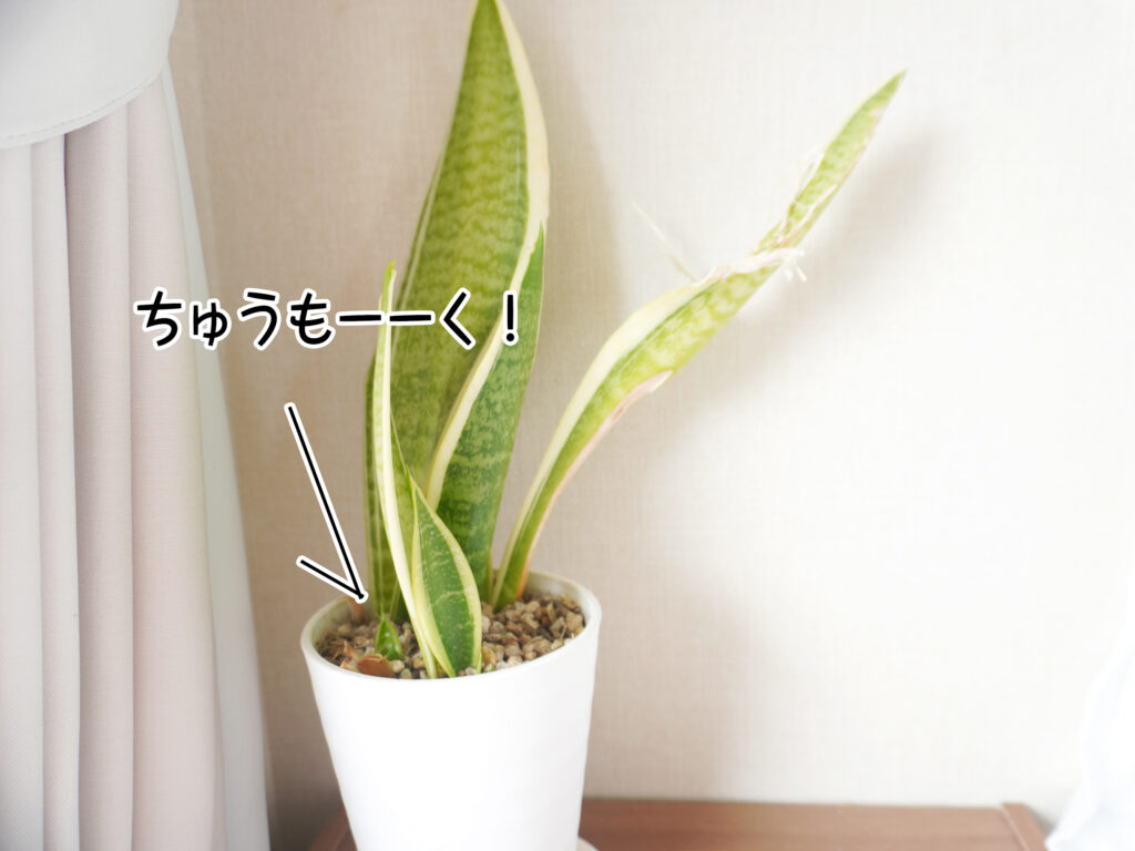 ちゅうもーーく！