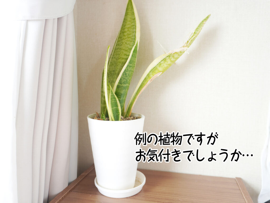 例の植物ですがお気付きでしょうか…