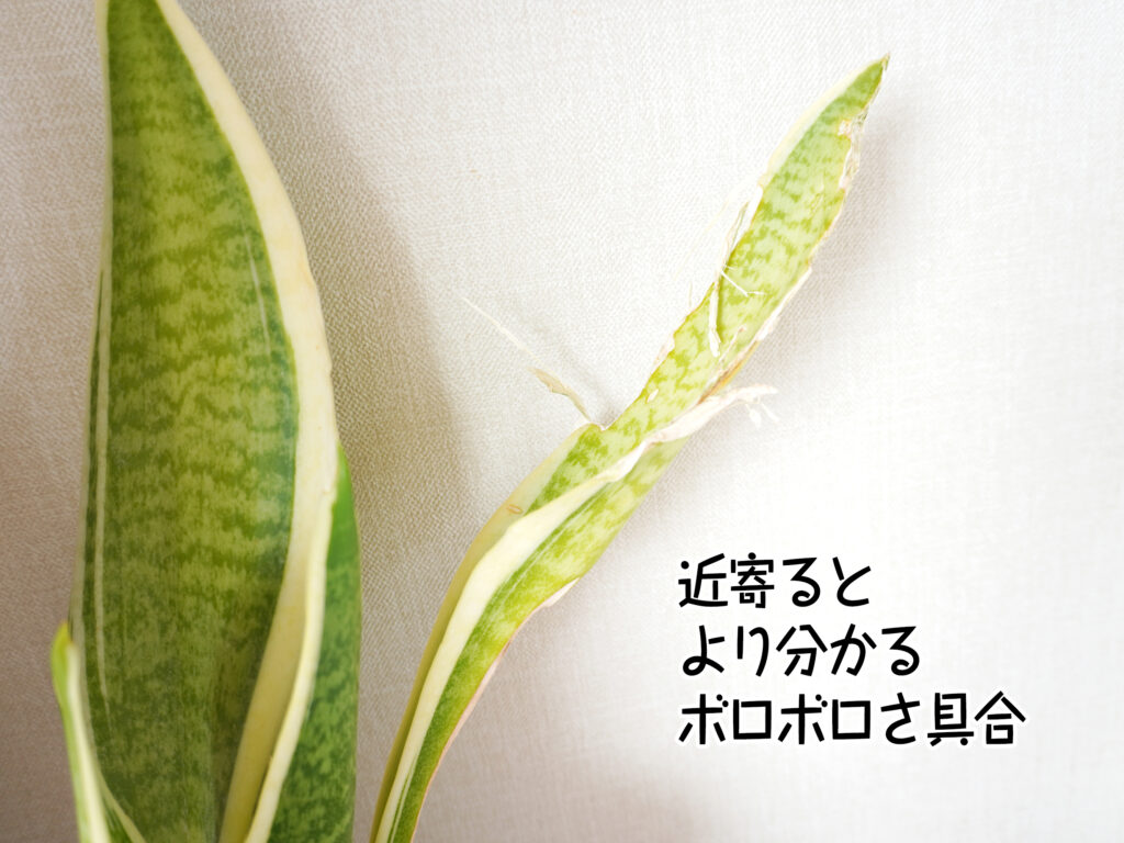 近寄るとより分かるボロボロさ具合