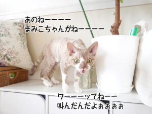 あのねーーーー まみこちゃんがねーーーー ワーーーッてねーー 叫んだんだよぉぉぉぉ