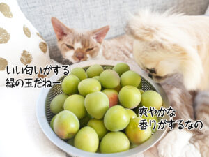 いい匂いの 緑の玉だねー
