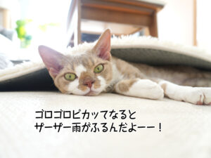 ゴロゴロピカッてなると ザーザー雨がふるんだよーー！
