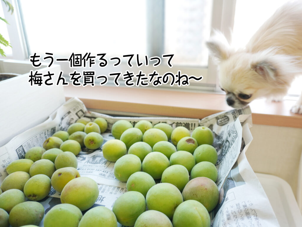 もう一個作るっていって梅さんを買ってきたなのね~