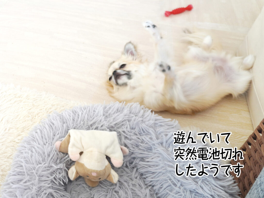 遊んでいて突然電池切れしたようです