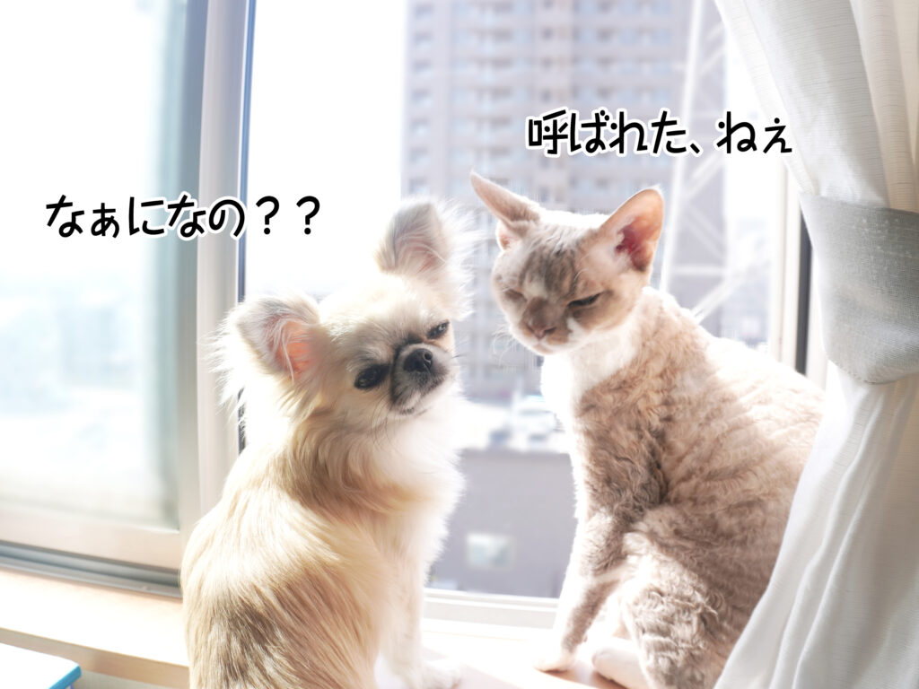 なぁになの？ 呼ばれた、ねぇ