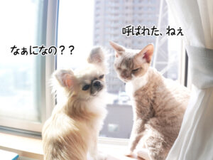 なぁになの？ 呼ばれた、ねぇ
