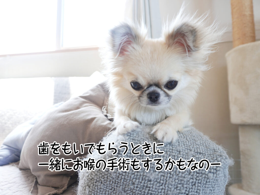 歯をもいでもらうときに一緒にお喉の手術もするかもなのー