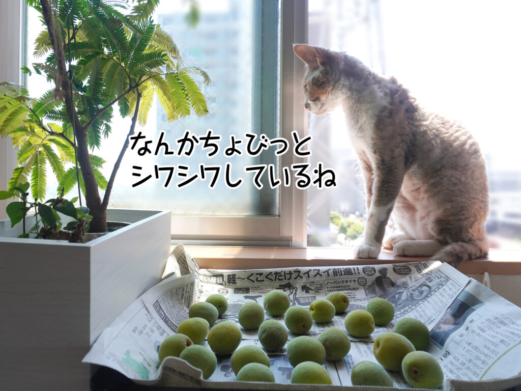 なんかちょびっとシワシワしているね