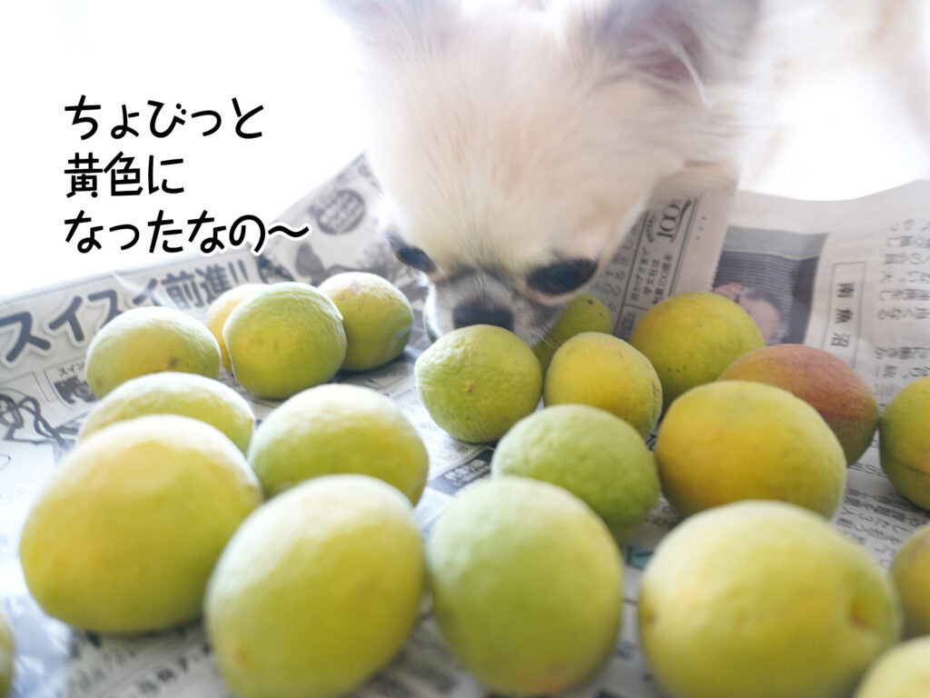 ちょびっと 黄色に なったなの～