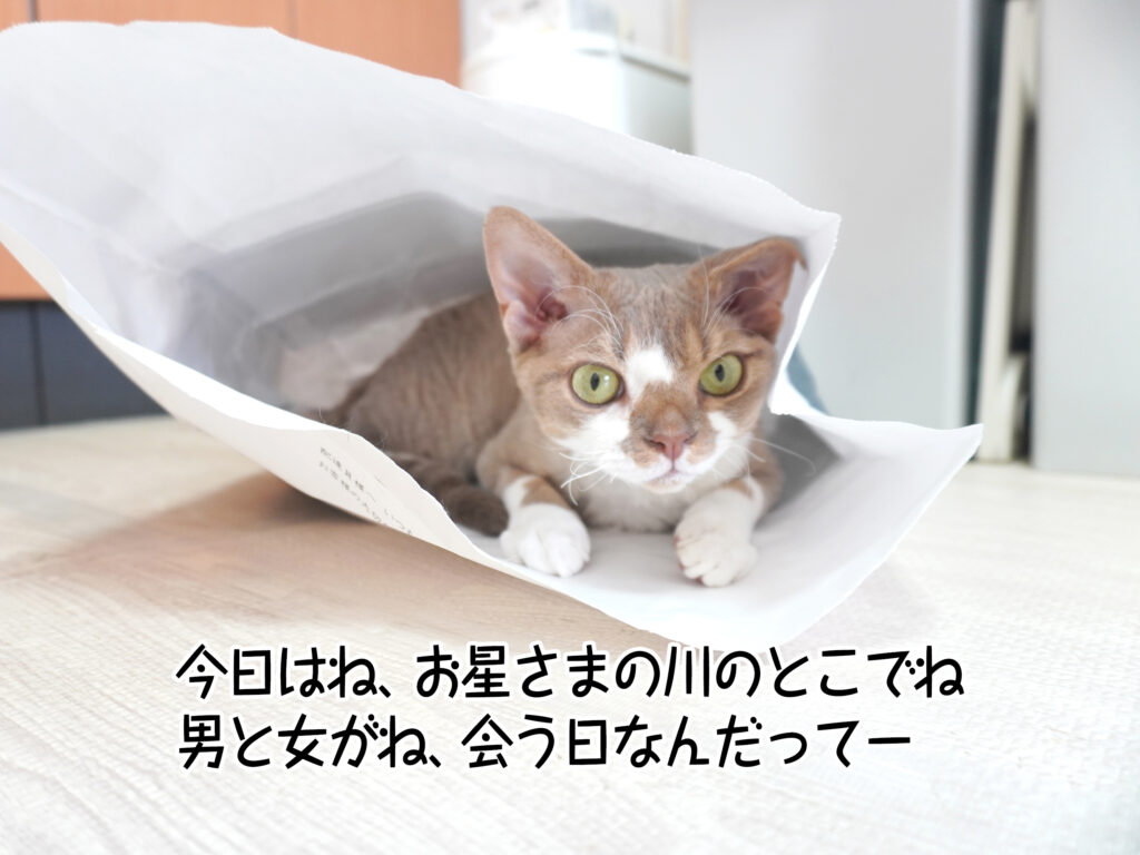 今日はね、お星さまの川のとこでね男と女がね、会う日なんだってー