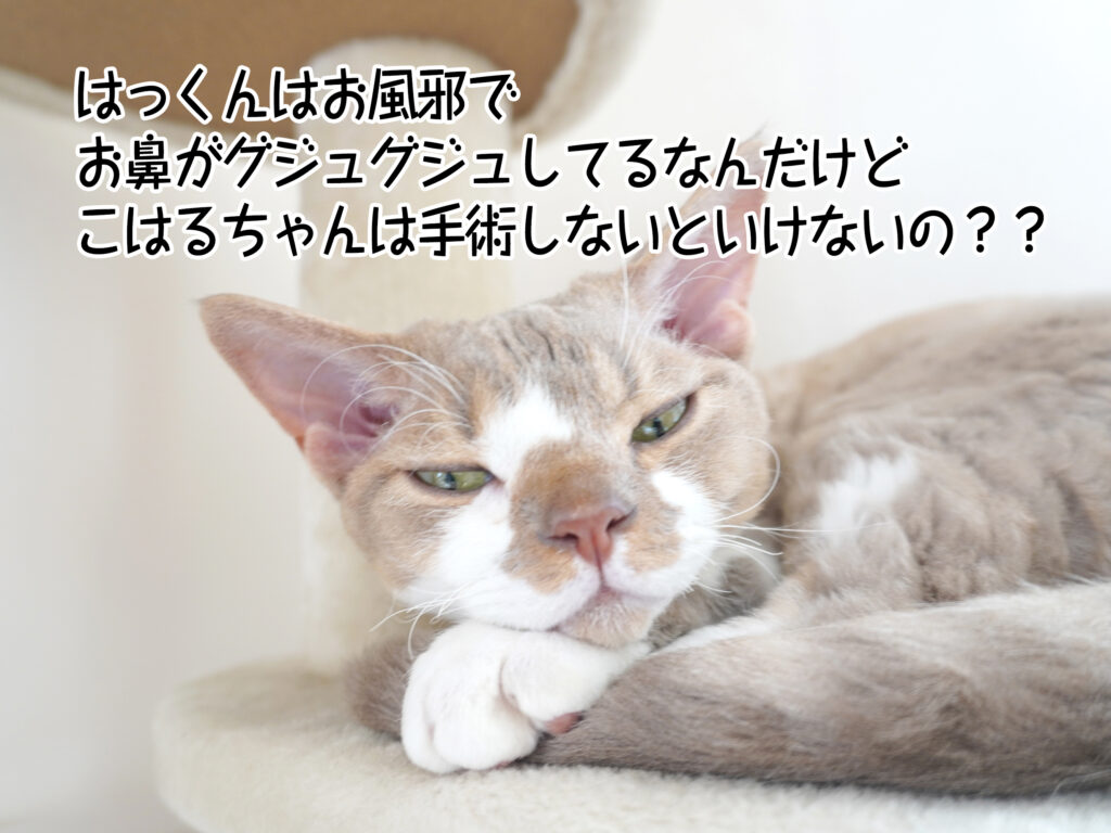 はっくんはお風邪でお鼻がグジュグジュしてるなんだけどこはるちゃんは手術しないといけないの??