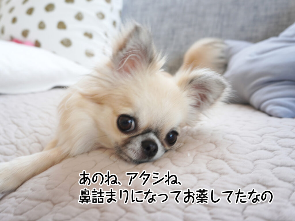 あのね、アタシね、鼻詰まりになってお薬してたなの