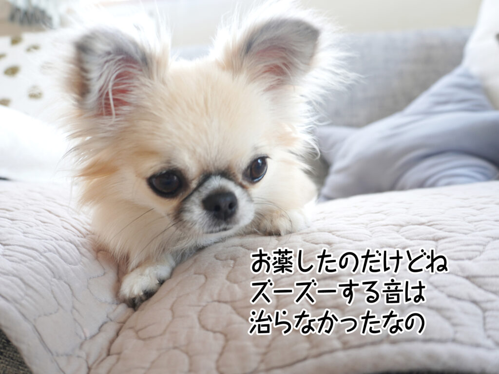 お薬したのだけどねズーズーする音は治らなかったなの