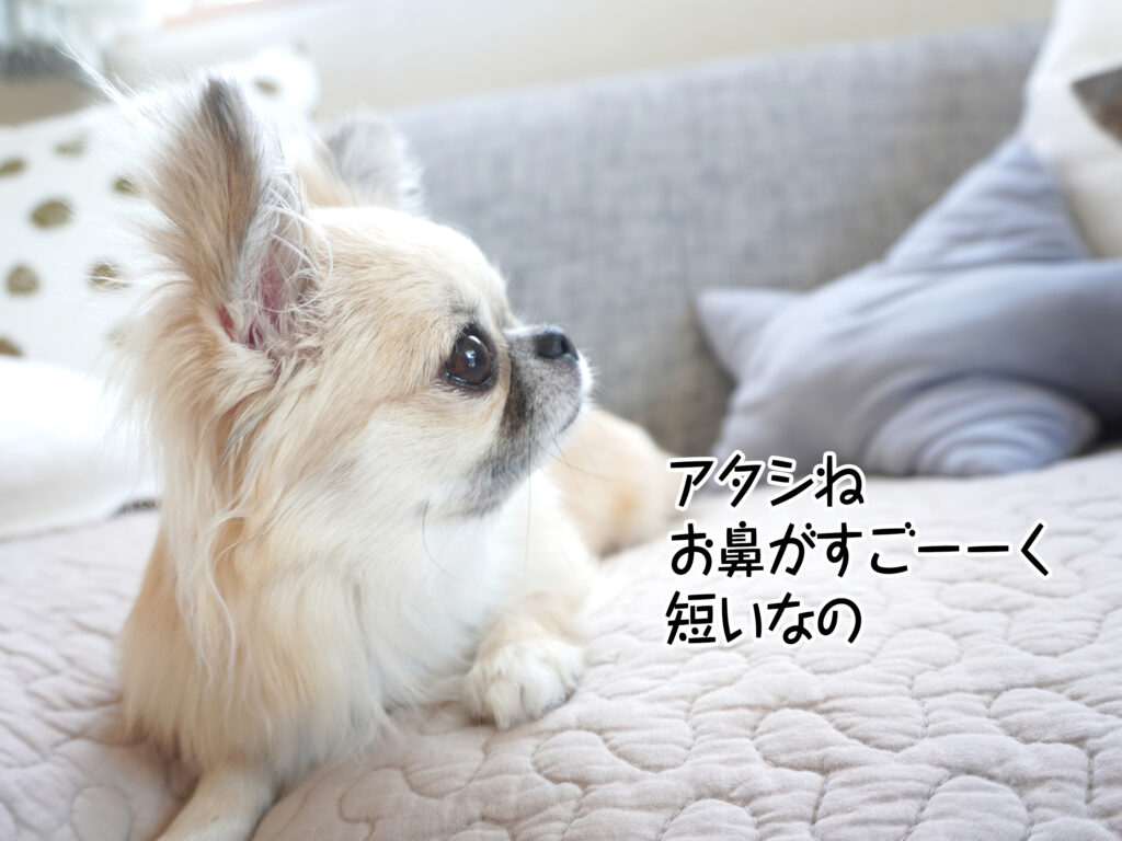 アタシねお鼻がすごーーく短いなの