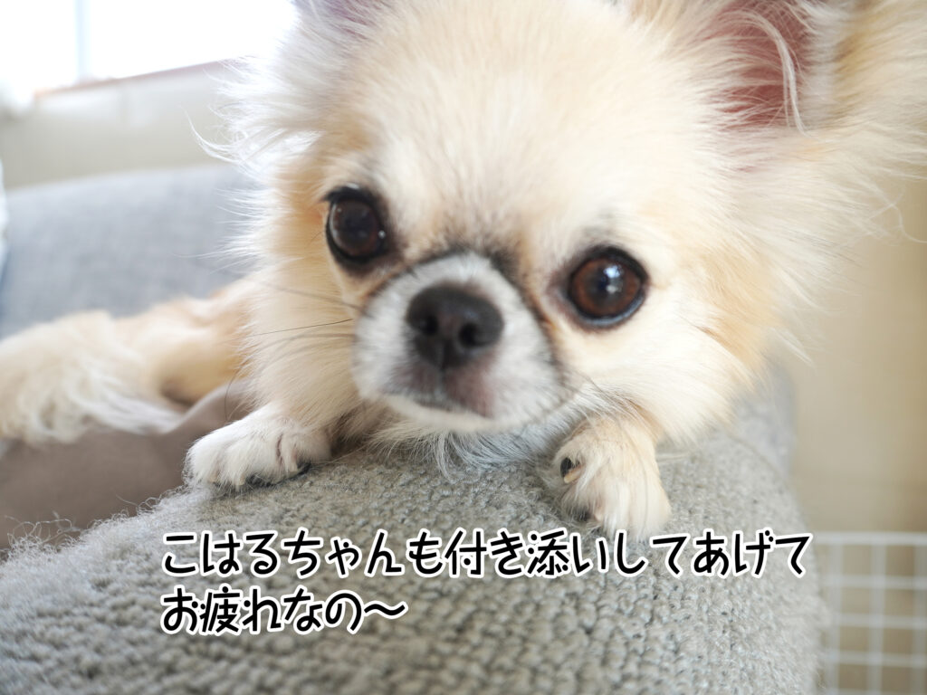 こはるちゃんも付き添いしてあげてお疲れなの~