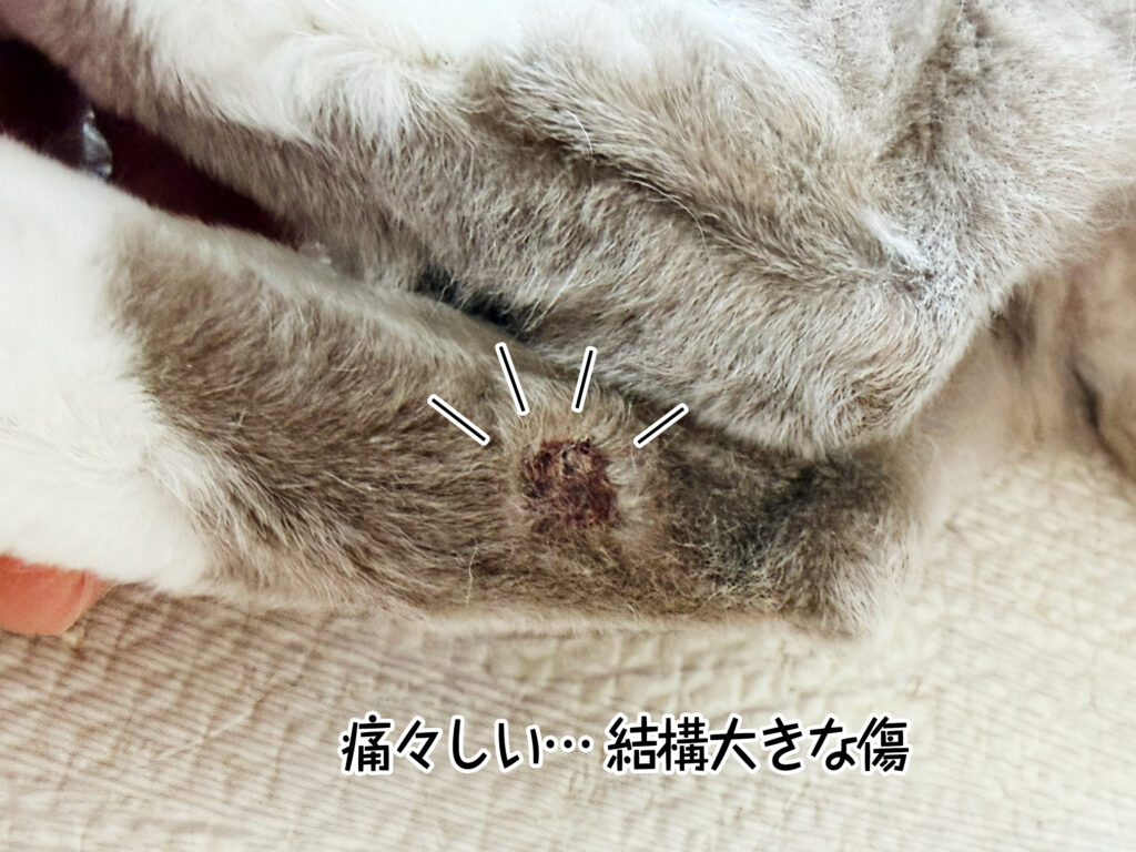 痛々しい… 結構大きな傷