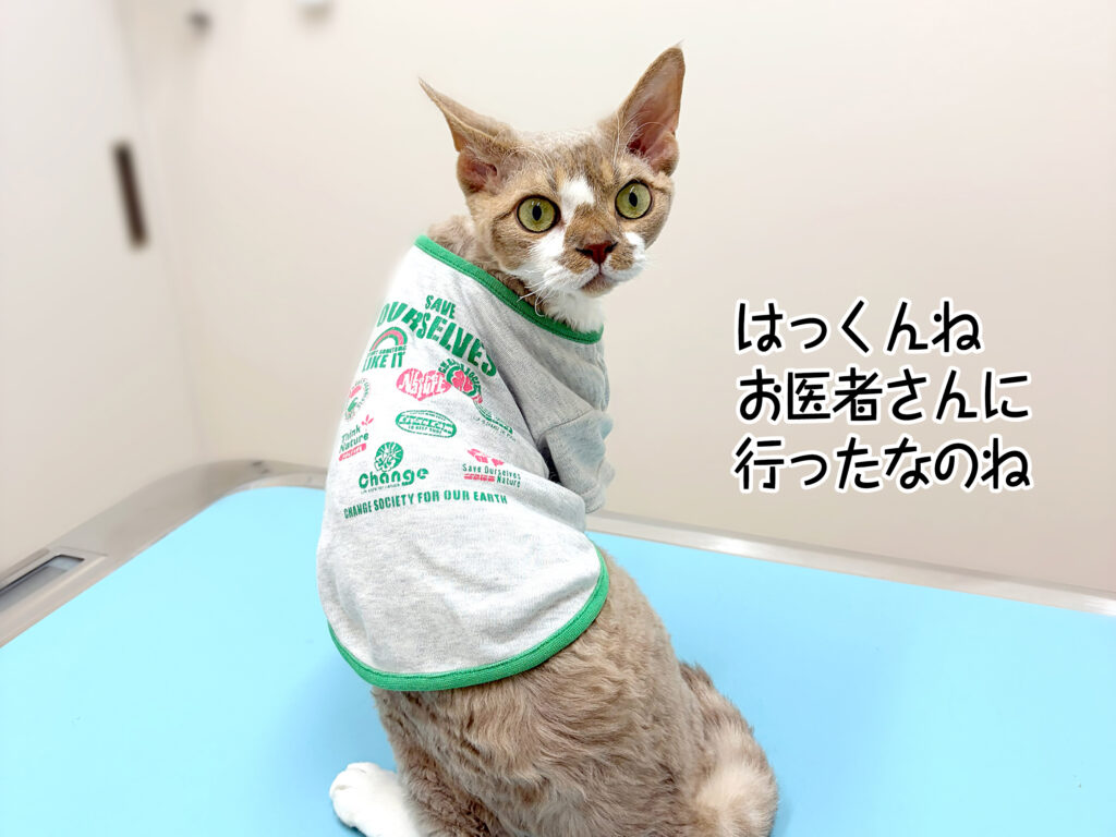 はっくんね お医者さんに 行ったなのね