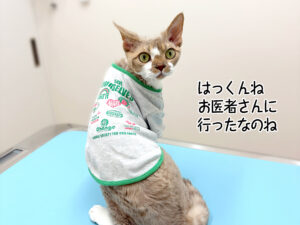 はっくんね お医者さんに 行ったなのね