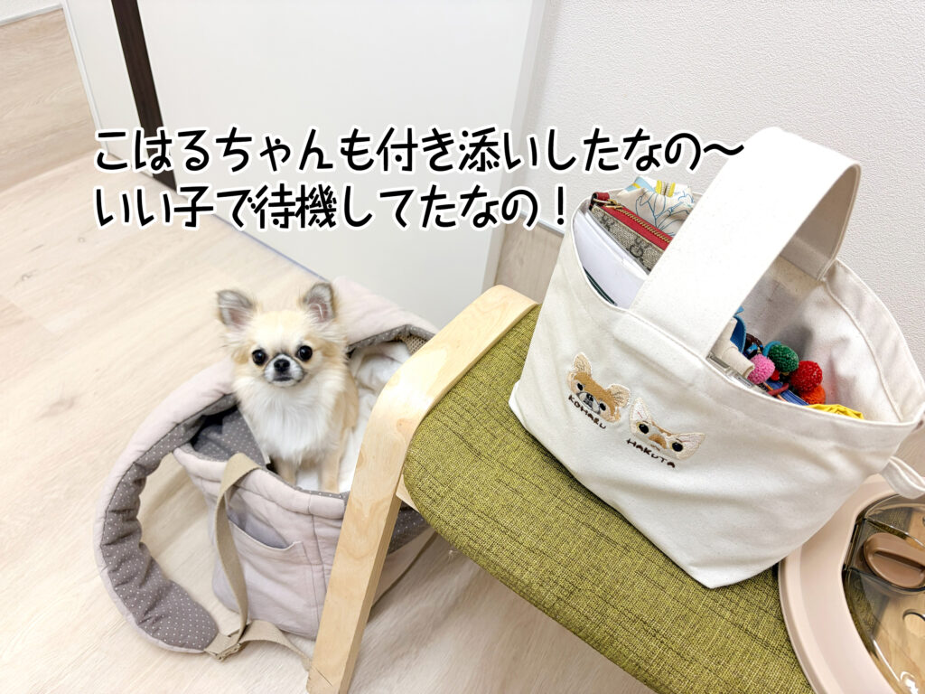こはるちゃんも付き添いしたなの～いい子で待機してたなの！