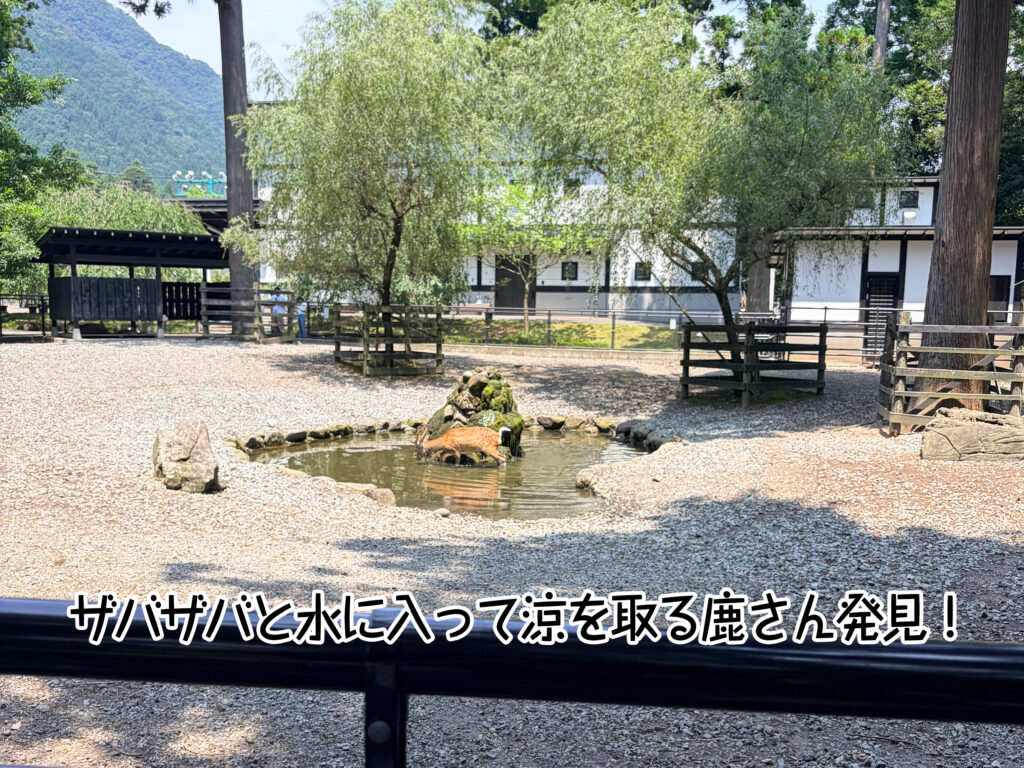 ザバザバと水に入って涼を取る鹿さん発見!
