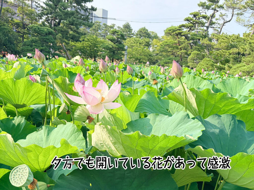 夕方でも開いている花があって感激