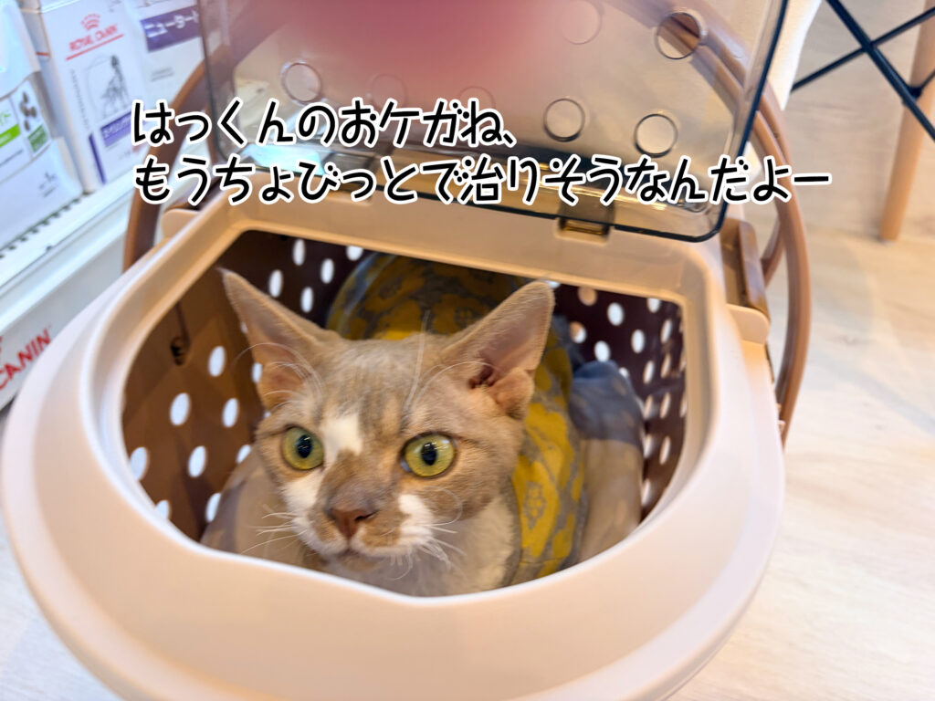 はっくんのおケガね、もうちょびっとで治りそうなんだよー