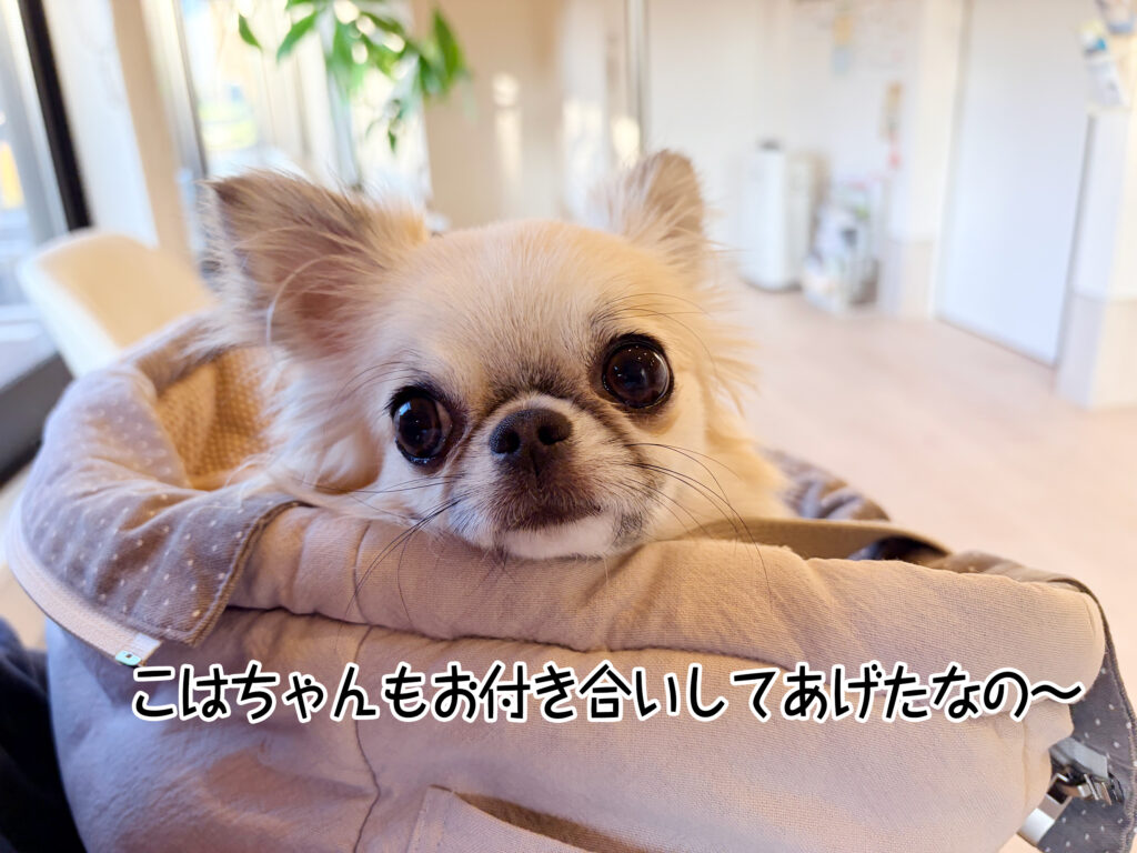 こはちゃんもお付き合いしてあげたなの~