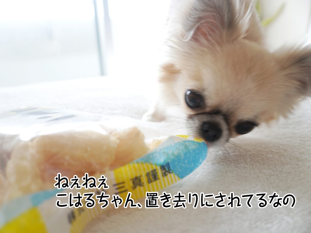 ねぇねぇこはるちゃん、置き去りにされてるなの