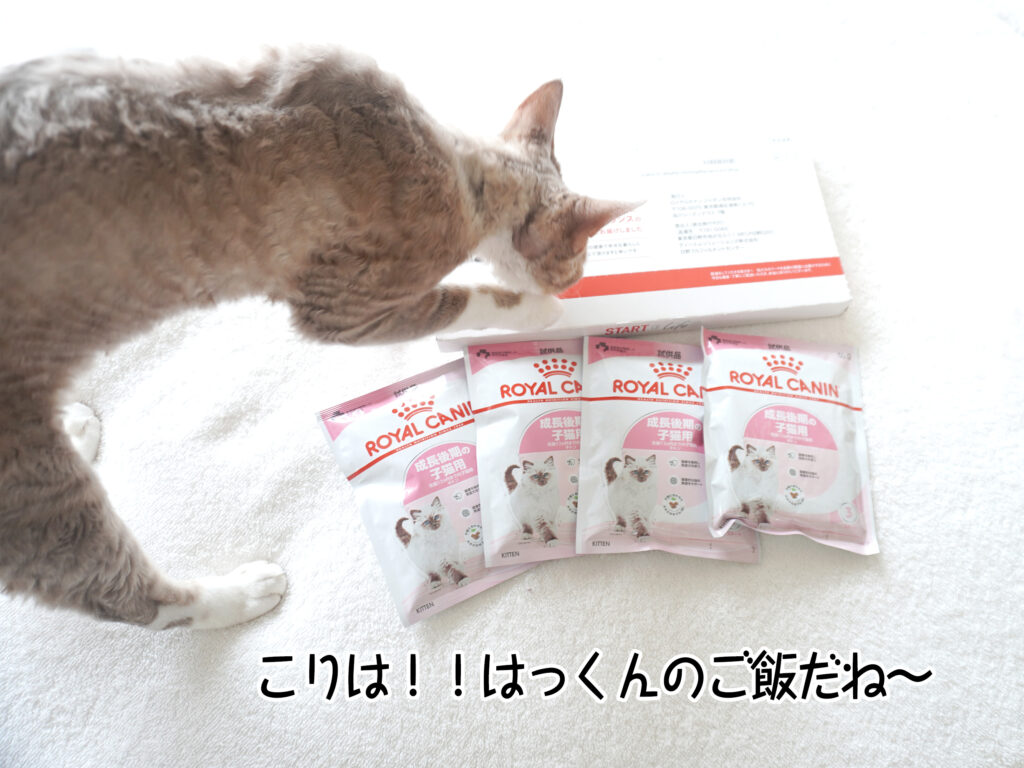 こりは!!はっくんのご飯だね~