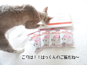 こりは！！はっくんのご飯だね～